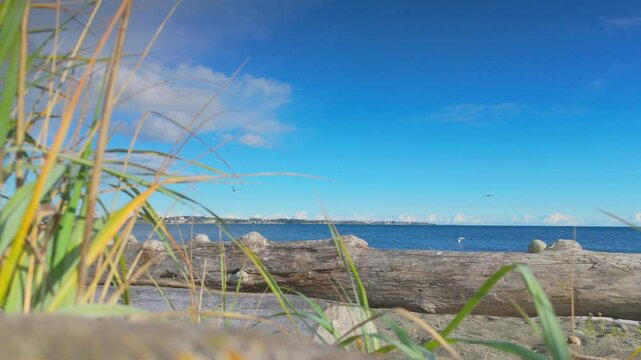 Tranquil beach scene with driftwood and seagrass under a vibrant blue sky at Coburg Peninsula in Victoria British Columbia Canada