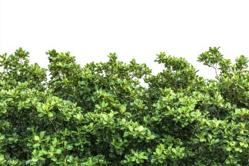 Group of green bushes against a white sky background, great for nature, landscape or garden theme images