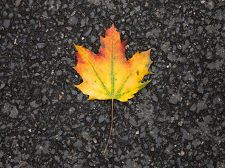 Maple leaf lying on the asphalt street. Colorful autumn leaf with green, yellow, orange and red color. Close up of the plant part during fall season.