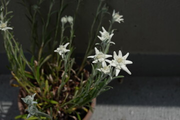 Edelweiss in a flowerpot