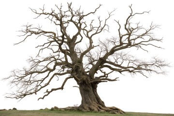 tree isolated on white