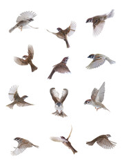 Obraz premium flying sparrows isolated on white background