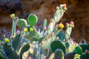 The Opuntia