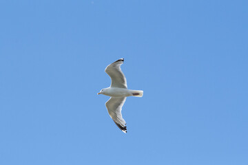 Obraz premium Seabird in Flight Against a Clear Sky