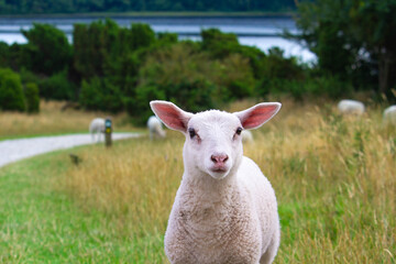 Obraz premium Cute freshly sheared sheep looking directly into the camera at the countryside