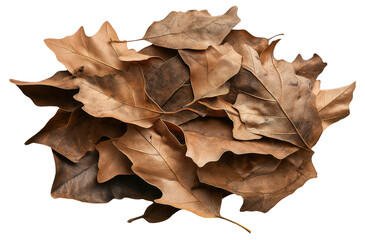 Fototapeta premium PNG Pile of dried brown oak leaves