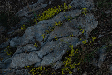 lichen on rock