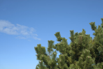 Obraz premium 空に伸びる松の木