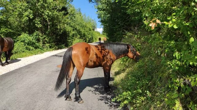 Wild horses on the Trebevic mountain near Sarajevo