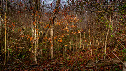 A wide-angle view of a dense forest in late autumn. The ground is blanketed with dried leaves, while bare trees stretch upwards. Pockets of orange and brown leaves still cling to the branches.