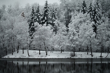 Winter landscape. Forest covered in snow reflected on a lake in Mogosa, Romania