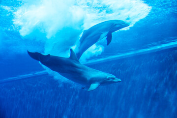 Obraz premium Dolphins couple swimming in aquarium. Blue light, underwater