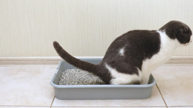 Footage video of the cat is sitting in a litter box on the floor in a room with light walls. Toilet for pets. Animal care. Cat tray. The cat is in the toilet. Place for text. Copy space.