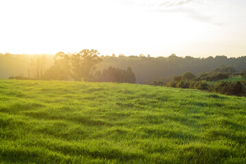 Obraz premium Pradera de hierba verde al atardecer