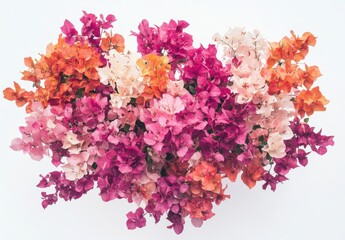 Fototapeta premium A Vibrant Display of Bougainvillea Flowers in Various Colors, Showcasing the Natural Beauty and Diversity of Tropical Flora Against a White Background