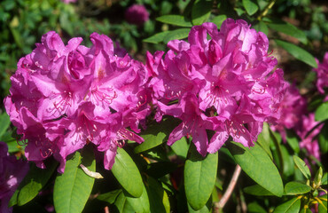 Rhododendron, rhododendron Praecox