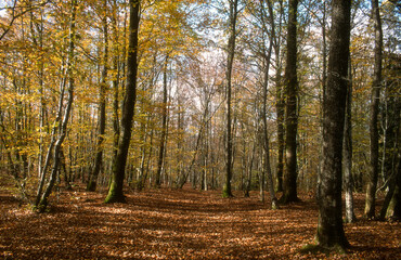 chêne, Hêtre, Foret, Parc naturel régional du Morvan, 58, Nièvre , France