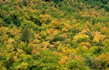 For&ecirc;t feuillus, Automne, 86, Vosges, France