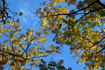 Bright yellow leaves contrast against a clear blue sky in an autumn landscape showcasing nature\'s beauty