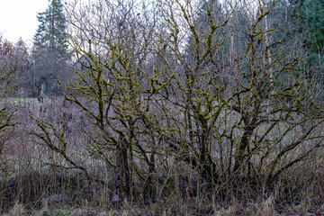 leafless bare lilac bushes overgrown with moss in late autumn