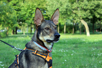 Dog wearing an orange harness stands proudly in a sunny park surrounded by green trees and grass...