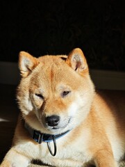 the shiba inu lies contentedly with its head in the sun and its body in the shade