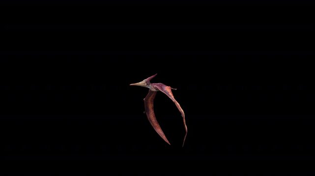 Pteranodon Fly Loop 3D Video Animation