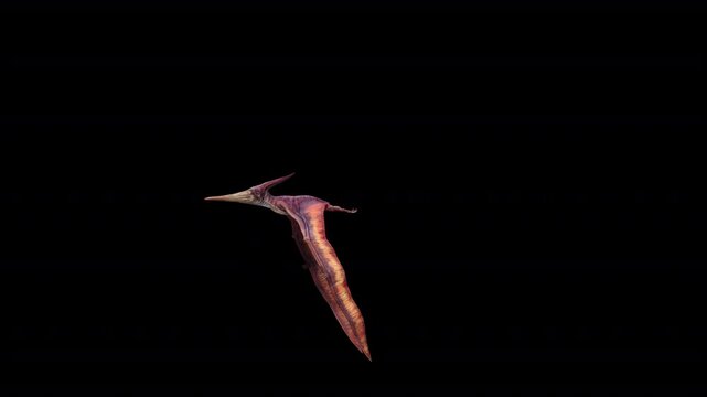 Pteranodon Fly Loop 3D Video Animation