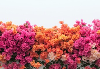 Fototapeta premium Vibrant Bougainvillea Flowers in Shades of Pink, Orange, and White Against a Clean White Background for Summer Decor and Floral Aesthetic