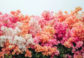 Fototapeta premium Vibrant Floral Background with Bougainvillea Bushes in Various Shades of Pink, White, and Orange Creating a Lush and Colorful Display in a Serene Setting
