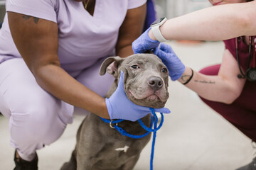dog exam at veterinarian