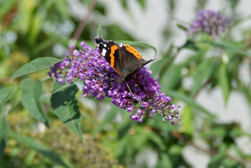 Red admiral butterfly (Vanessa Atalanta) perched on summer lilac in Zurich, Switzerland