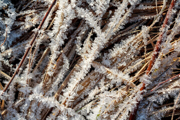 Frost sparkles on tree branches, frost creates icy patterns, and snow cover gives nature a winter wonderland