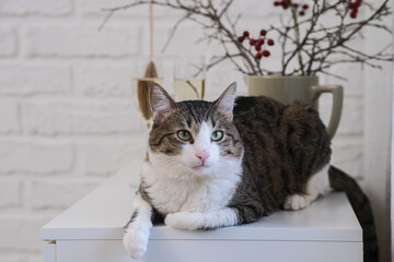 Charming Cat Sitting by the Window Surrounded by Beautiful Decor and Lovely Ambiance