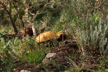 Setas Suillus mediterraneensis entre vegetaci&oacute;n del bosque, Alcoy, Espa&ntilde;a