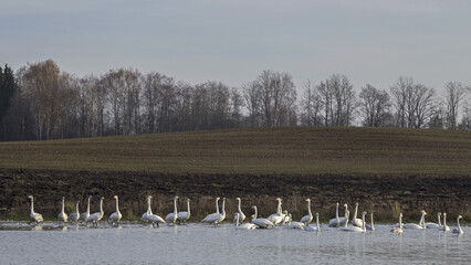 Fototapeta premium A large flock of swans swims and sits on the shore of a small lake in the middle of fields. Whooper swan (Cygnus cygnus).