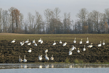 A large flock of swans in a ploughed field. Whooper swan (Cygnus cygnus).