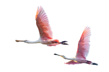 Transparent PNG cropped photos of roseate spoonbills (Platalea ajaja) flying while backlit by the setting sun in southwest Florida. Cleanly masked / clipped assets for your design projects