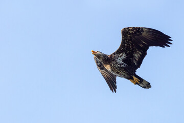 Obraz premium A young bald eagle (Haliaeetus leucocephalus) with mottled brown and white feathers flying in a blue sky over southwest Florida