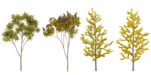 3d illustration of Ginkgo trees on transparent background
