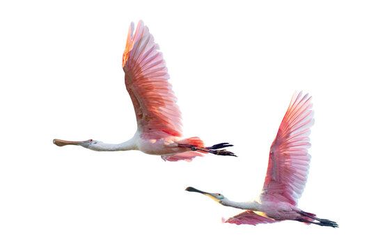 Transparent PNG cropped photos of roseate spoonbills (Platalea ajaja) flying while backlit by the setting sun in southwest Florida. Cleanly masked / clipped assets for your design projects