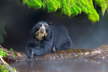 South american wild Spectacled bear (Tremarctos ornatus).