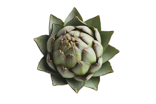 A large green vegetable with a white background isolated on transparent - Powered by Adobe