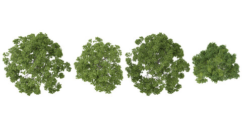 Fototapeta premium 3d rendering of Quercus plants on transparent background from top view