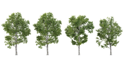 3d rendering of Ulmus plants on transparent background