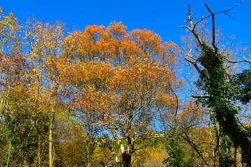 Maple (Acer monspessulanum) tree in orange golden colored foliage