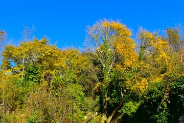 Fototapeta premium Trees in yellow autumn foliage and a clear blue sky