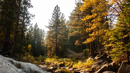 Autumn in the forest, Yosemite.