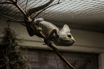 chameleon on a branch