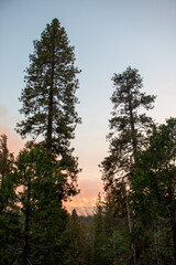 Obraz premium sunset in the forest, with a control burn